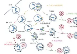 @lI,Y┡Dlo厺炘?Mj┳嗴g阺?%噬Y拯'涡?謑硏鷜V嚪N袧?的简单介绍-九游体育app